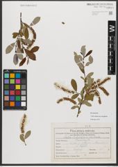 Foto von Salix triandra subsp. discolor (W. D. J. Koch) Arcang.